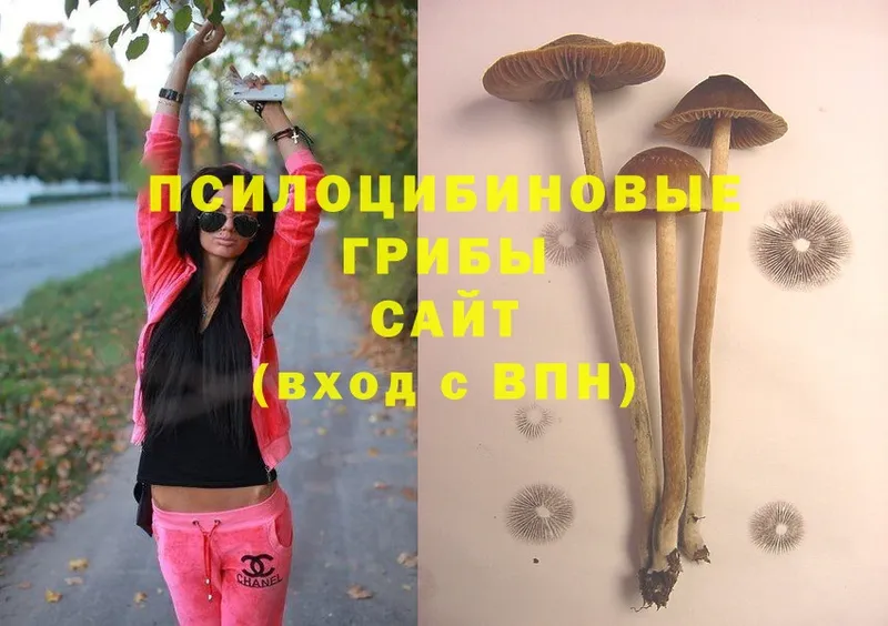 Псилоцибиновые грибы Psilocybe  shop официальный сайт  Изобильный  сколько стоит 